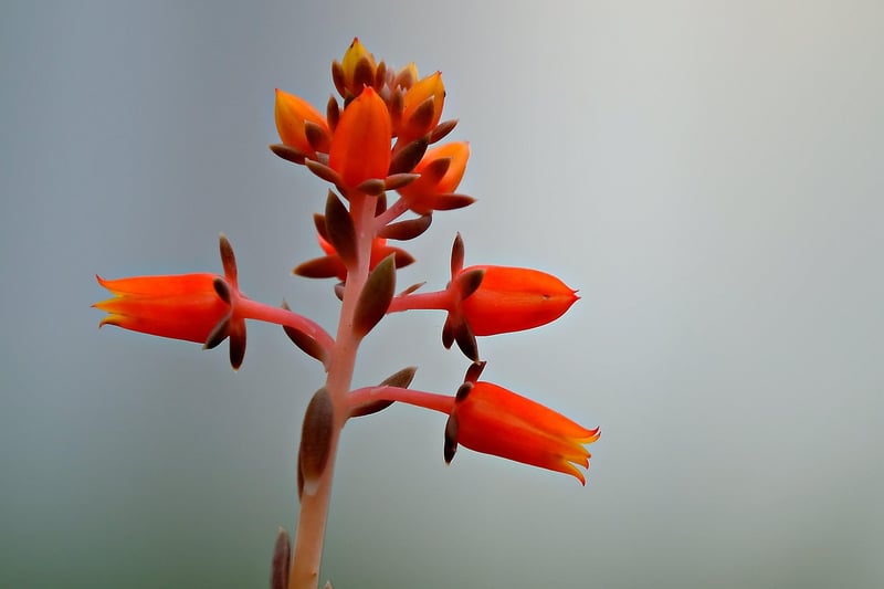 Succulent Arrangement